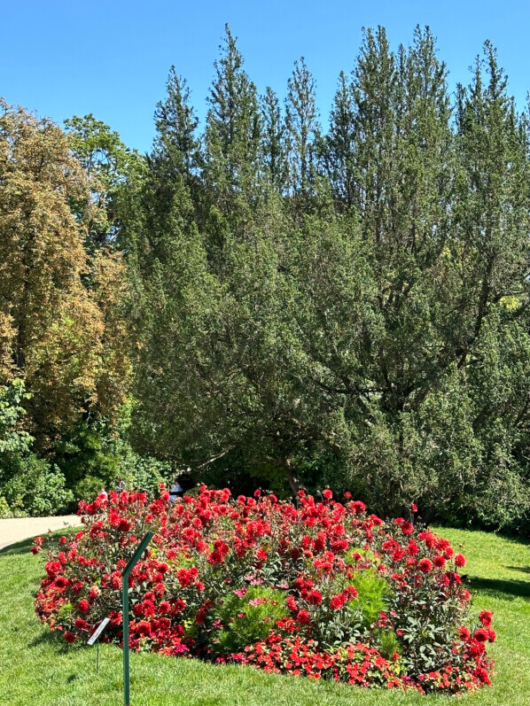 Dahlia 'Parc floral de Paris', fleurs en été dans le parc des Buttes-Chaumont, Paris 19e (75)