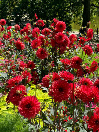 Dahlia 'Parc floral de Paris', fleurs en été dans le parc des Buttes-Chaumont, Paris 19e (75)