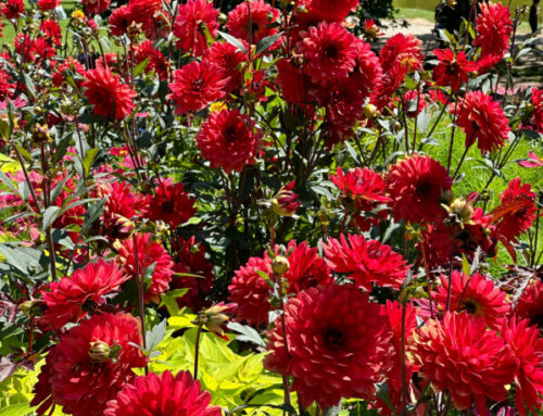 Le dahlia ‘Parc floral de Paris’ pour les Jeux Paris 2024 dans le parc des Buttes-Chaumont (Paris 19e)