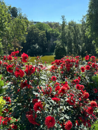 Dahlia 'Parc floral de Paris', fleurs en été dans le parc des Buttes-Chaumont, Paris 19e (75)