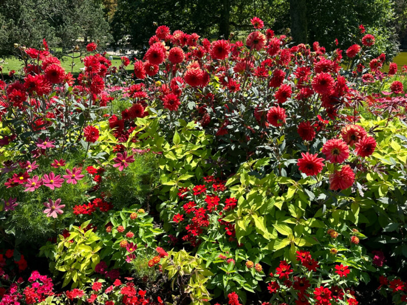 Dahlia 'Parc floral de Paris', fleurs en été dans le parc des Buttes-Chaumont, Paris 19e (75)