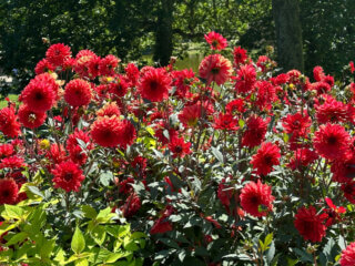 Dahlia 'Parc floral de Paris', fleurs en été dans le parc des Buttes-Chaumont, Paris 19e (75)