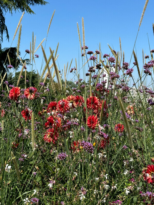 Dahlia 'Parc floral de Paris', fleurs en été dans le parc des Buttes-Chaumont, Paris 19e (75)