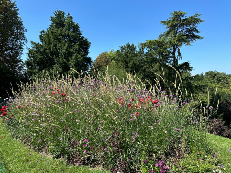 Dahlia 'Parc floral de Paris', fleurs en été dans le parc des Buttes-Chaumont, Paris 19e (75)