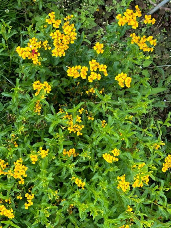 Estragon du Mexique, Tagetes lucida, École Du Breuil, Paris 12e (75)