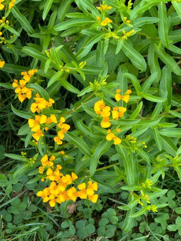 Estragon du Mexique, Tagetes lucida, École Du Breuil, Paris 12e (75)