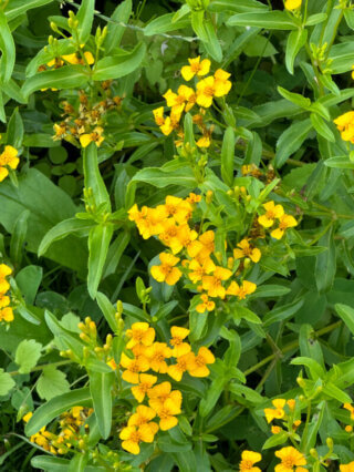 Estragon du Mexique, Tagetes lucida, École Du Breuil, Paris 12e (75)