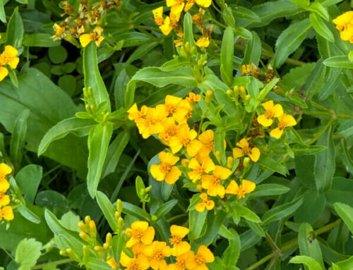 Estragon du Mexique (Tagetes lucida)