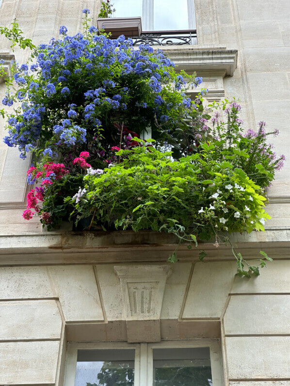 Fenêtre très plantée et fleurie en été dans Paris (75)