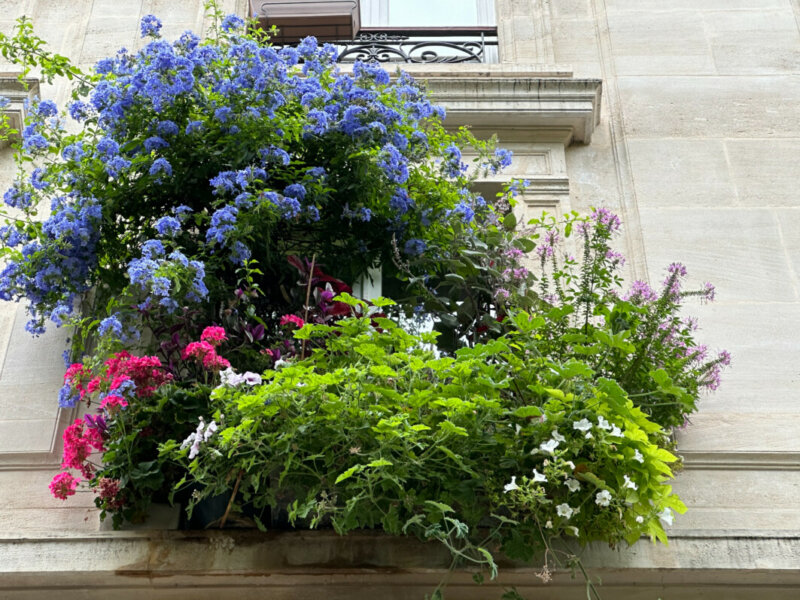 Fenêtre très plantée et fleurie en été dans Paris (75)