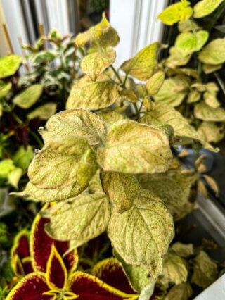 Leycesteria formosa 'Jealousy' en été sur mon balcon, Paris 19e (75)