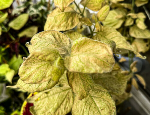 Le beau feuillage du Leycesteria ravagé par les araignées rouges