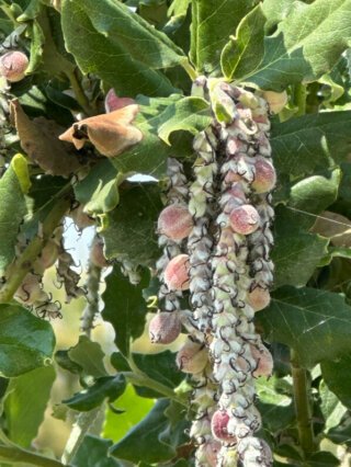 Fruits du Garrya elliptica en été dans le Jardin des Plantes, Paris 5e (75)