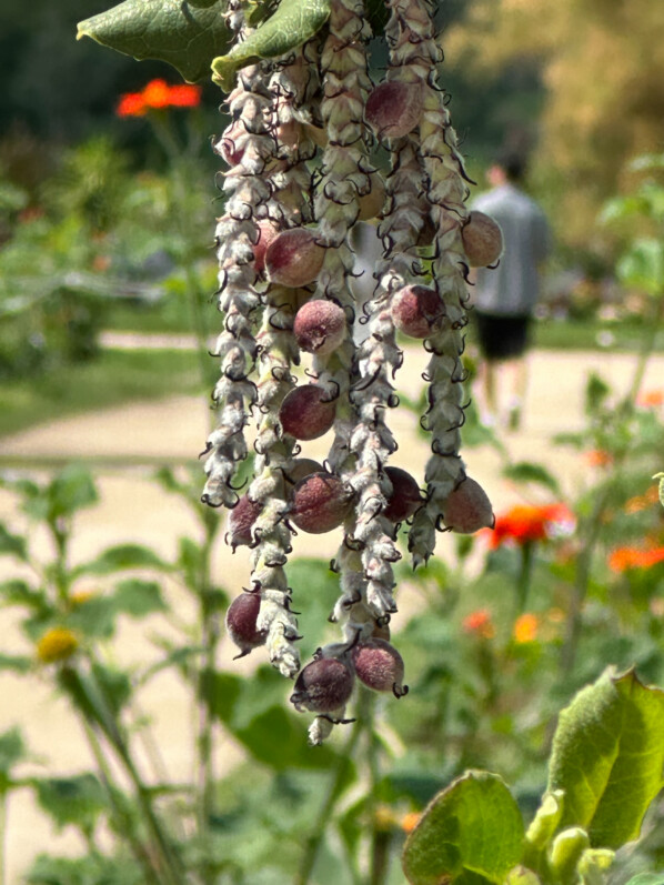 Fruits du Garrya elliptica en été dans le Jardin des Plantes, Paris 5e (75)