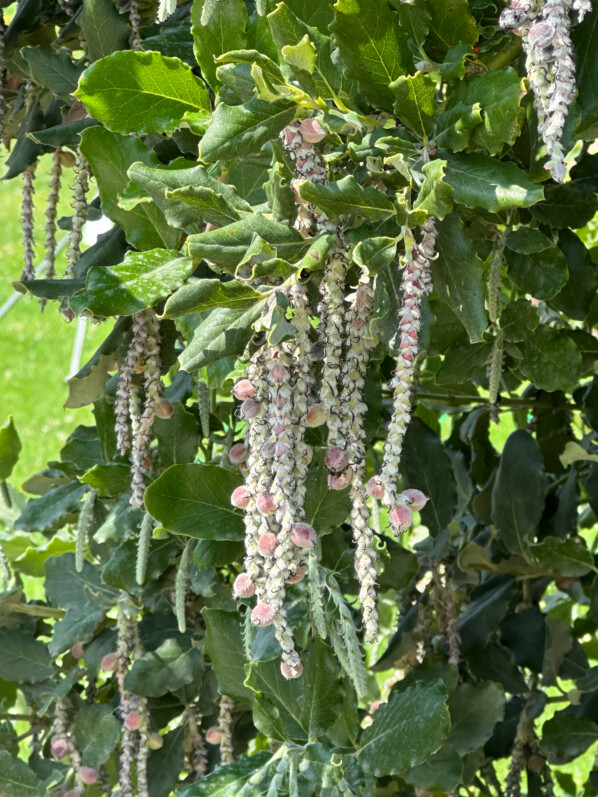 Fruits du Garrya elliptica en été dans le Jardin des Plantes, Paris 5e (75)