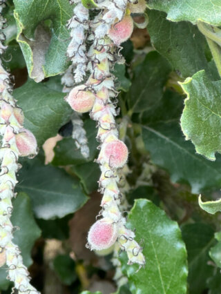 Fruits du Garrya elliptica en été dans le Jardin des Plantes, Paris 5e (75)