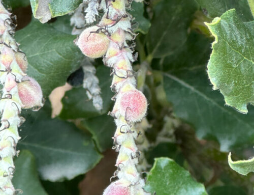 Les fruits du Garrya elliptica