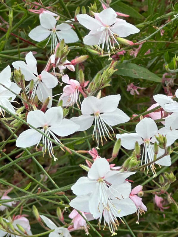 Gaura, École Du Breuil, Paris 12e (75)