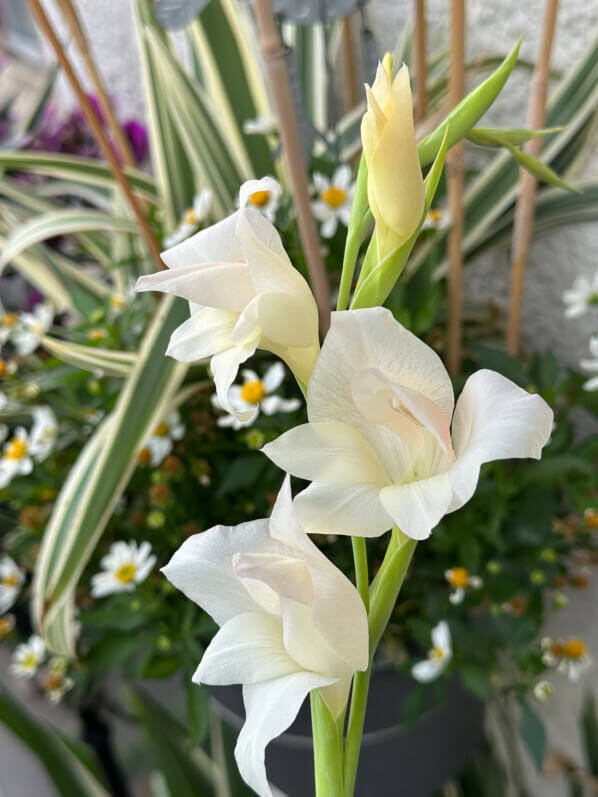 Gladiolus primulinus ‘Fiona’ en été sur mon balcon, Paris 19e (75)