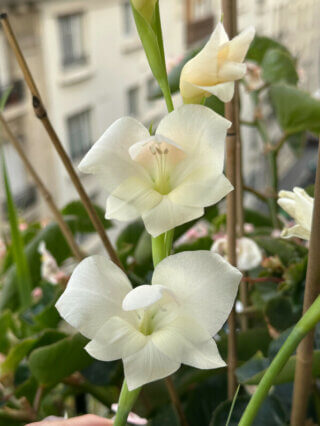 Gladiolus primulinus ‘Fiona’ en été sur mon balcon, Paris 19e (75)