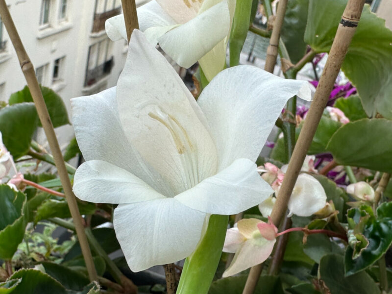 Gladiolus primulinus ‘Fiona’ en été sur mon balcon, Paris 19e (75)