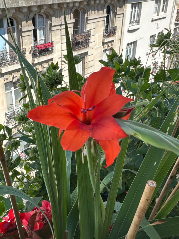 Gladiolus primulinus 'Mirella' en été sur mon balcon, Paris 19e (75)