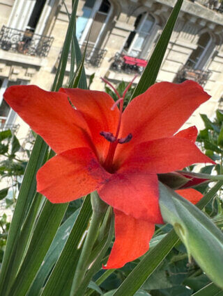 Gladiolus primulinus 'Mirella' en été sur mon balcon, Paris 19e (75)