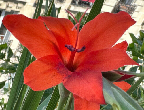 Zoom sur les fleurs du Gladiolus primulinus ‘Mirella’