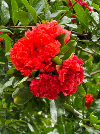 Grenadier à fleurs doubles en été dans le square Eugène Thomas, Paris 12e (75)