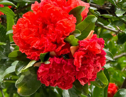 Floraison des grenadiers dans Paris