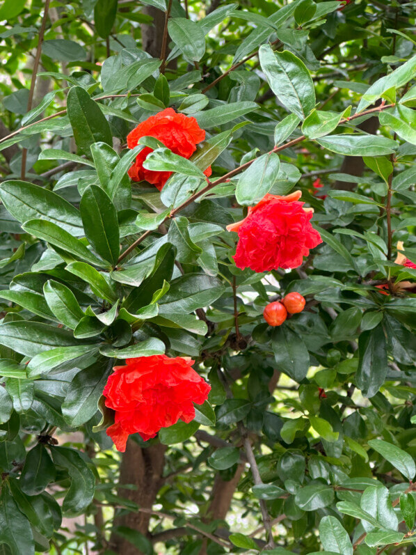 Grenadier à fleurs doubles en été dans le square Eugène Thomas, Paris 12e (75)