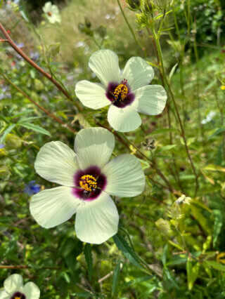 Hibiscus cannabinus 'Big Love', École Du Breuil, Paris 12e (75)