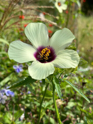 Hibiscus cannabinus 'Big Love', École Du Breuil, Paris 12e (75)