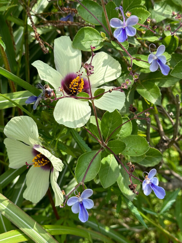 Hibiscus cannabinus 'Big Love', École Du Breuil, Paris 12e (75)