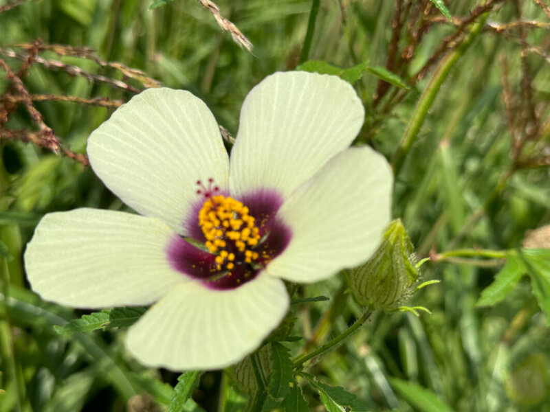 Hibiscus cannabinus 'Big Love', École Du Breuil, Paris 12e (75)