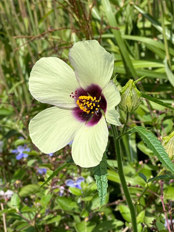 Hibiscus cannabinus 'Big Love', École Du Breuil, Paris 12e (75)