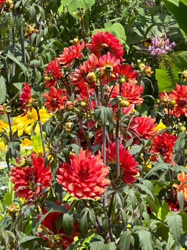 Dahlia 'Parc floral de Paris' pour les Jeux Paris 2024 en été dans le Jardin des moines de Thibirine, Paris 11e (75)