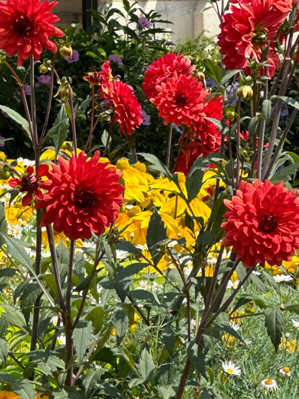 Dahlia 'Parc floral de Paris' pour les Jeux Paris 2024 en été dans le Jardin des moines de Thibirine, Paris 11e (75)