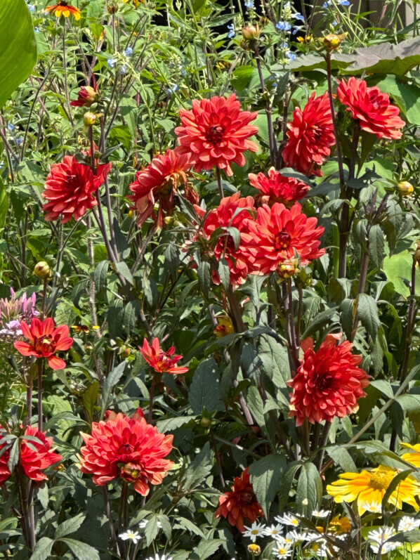 Dahlia 'Parc floral de Paris' pour les Jeux Paris 2024 en été dans le Jardin des moines de Thibirine, Paris 11e (75)