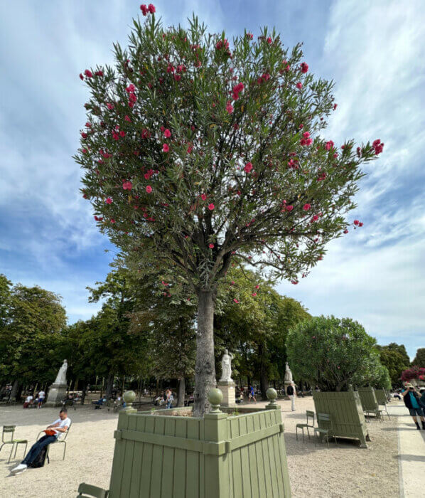 Laurier-rose, Nerium oleander 'Splendens Giganteum', Jardin du Luxembourg, Paris 6e (75)