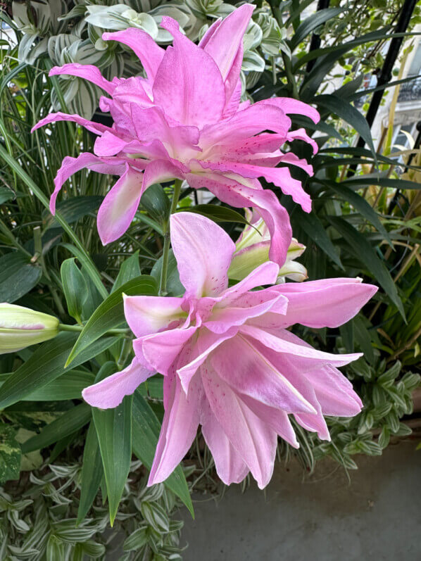 Lis orientale Lotus en été sur mon balcon, Paris 19e (75)