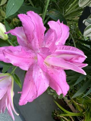 Lis orientale Lotus en été sur mon balcon, Paris 19e (75)