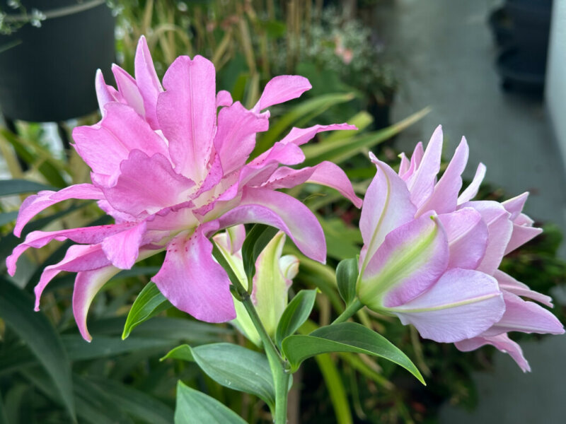 Lis orientale Lotus en été sur mon balcon, Paris 19e (75)