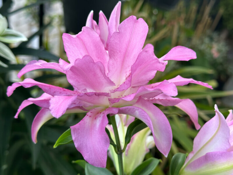 Lis orientale Lotus en été sur mon balcon, Paris 19e (75)