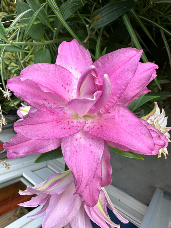 Lis orientale Lotus en été sur mon balcon, Paris 19e (75)