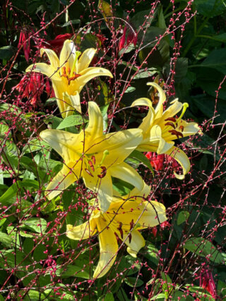 Lis et persicaire dans le jardin du Clos Normand, Jardins de Claude Monet, Giverny (27)