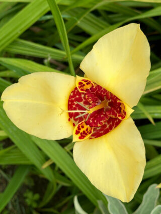 Oeil-de-paon, Tigridia pavonia, Jardins des Champs-Élysées, Petit Palais, Paris 8e (75)