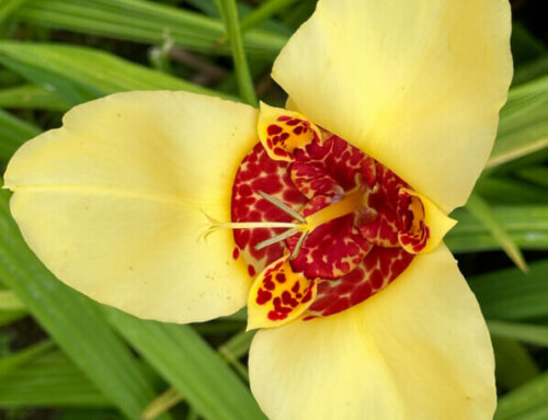 Oeil-de-paon (Tigridia pavonia)