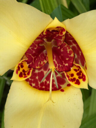 Oeil-de-paon, Tigridia pavonia, Jardins des Champs-Élysées, Petit Palais, Paris 8e (75)