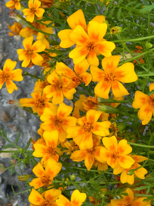 Oeillet d'Inde, Tagetes, en été dans le jardin de Claude Monet, Fondation Claude Monet, Giverny (27)